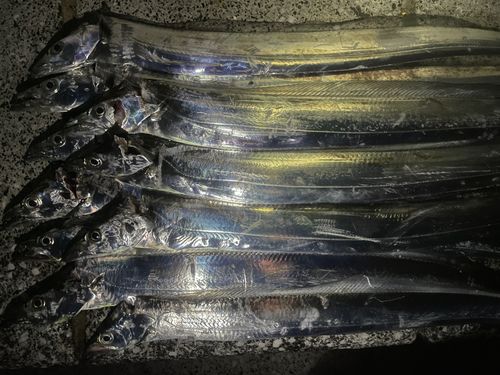 タチウオの釣果