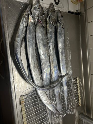 タチウオの釣果