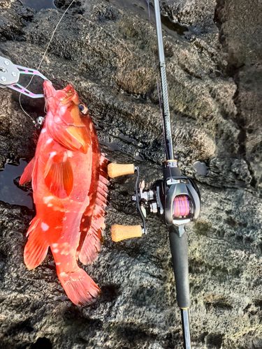 アカハタの釣果