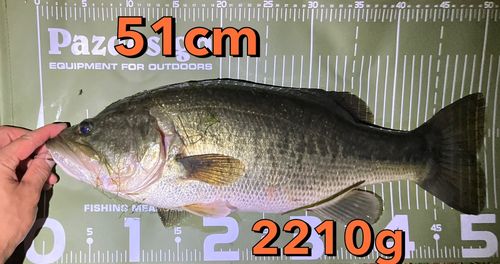ブラックバスの釣果