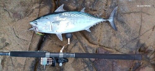 スマガツオの釣果