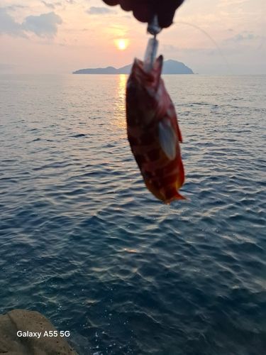 アカハタの釣果