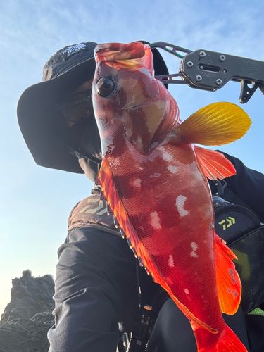 アカハタの釣果