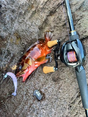 アカハタの釣果