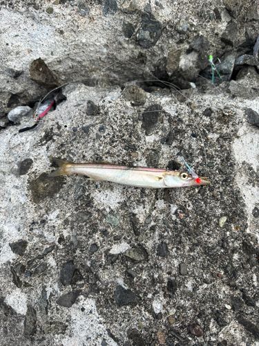 アカカマスの釣果