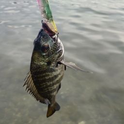 クロダイ