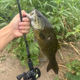 スモールマウスバス