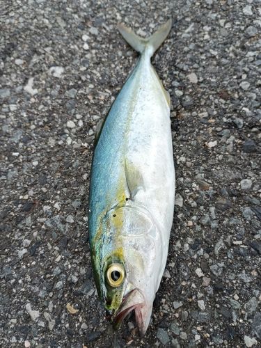 ツバスの釣果