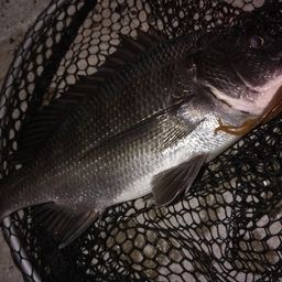 クロダイ