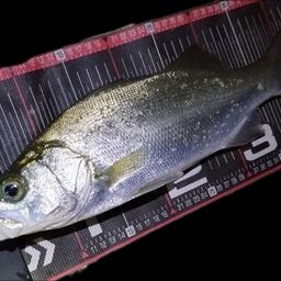 セイゴ（ヒラスズキ）