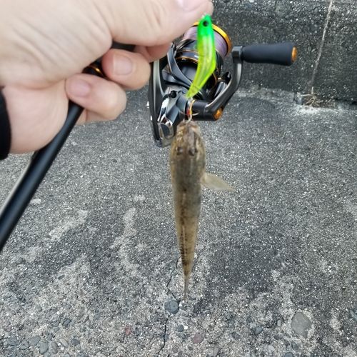 ハゼの釣果