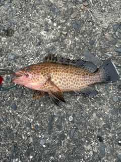 オオモンハタの釣果