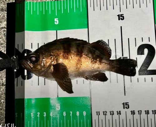 シロメバルの釣果