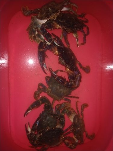 イシガニの釣果