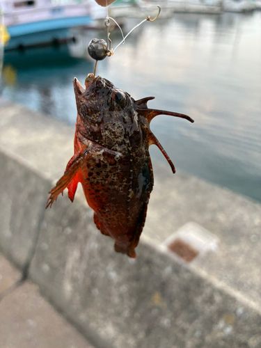 ハオコゼの釣果