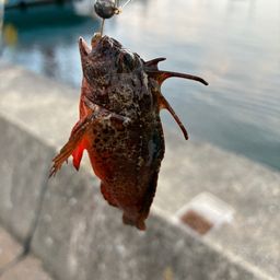 ハオコゼ