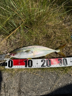 ツバスの釣果