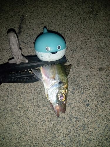 マアジの釣果