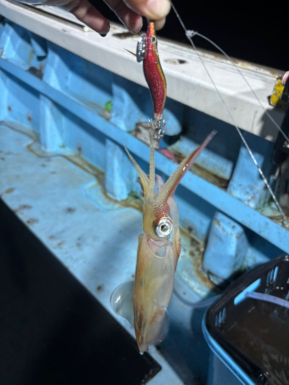 釣り好きゆりむちゃんさんの釣果 3枚目の画像