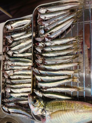 アジの釣果