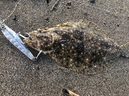 ヒラメの釣果