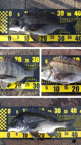 クロダイの釣果