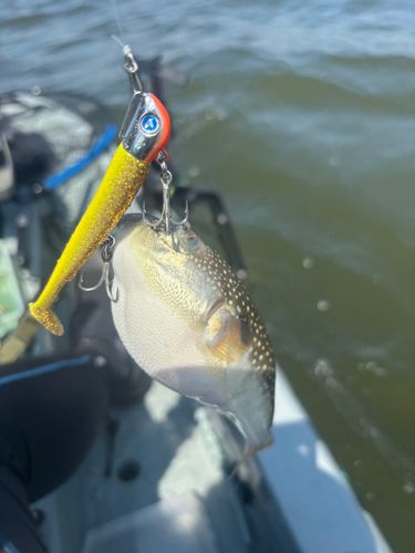 クサフグの釣果