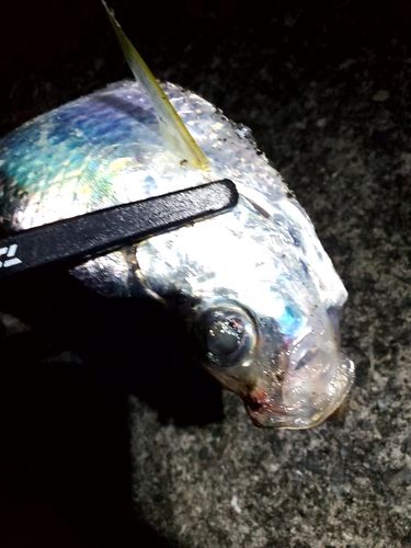 ヒラの釣果