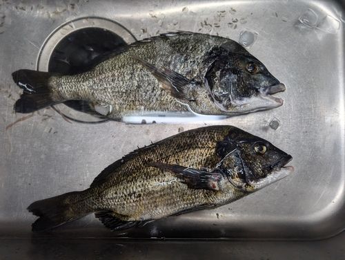 クロダイの釣果