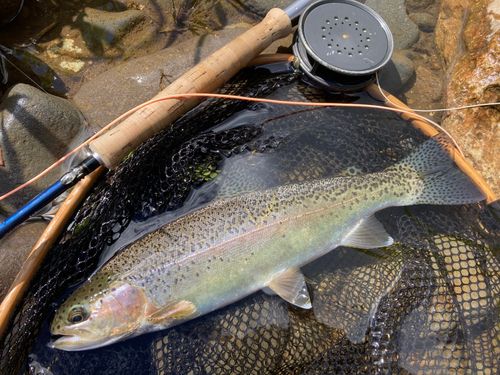 ニジマスの釣果