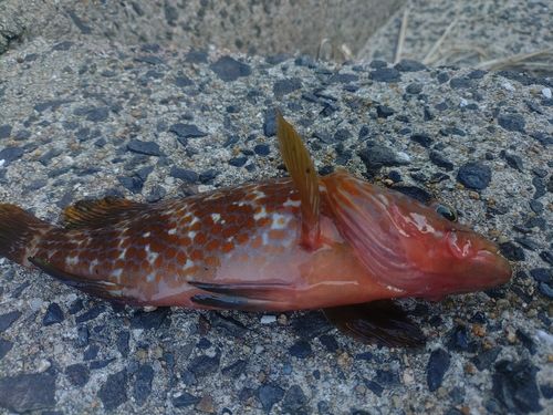 キジハタの釣果