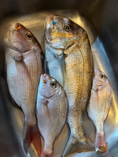 タイの釣果