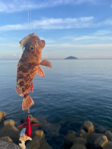 アラカブの釣果