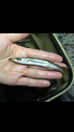 釣果