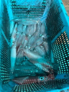 ケンサキイカの釣果