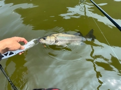 スズキの釣果