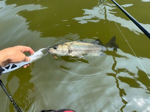 スズキの釣果