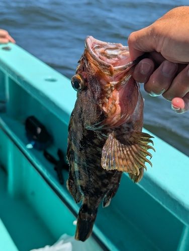 アヤメカサゴの釣果