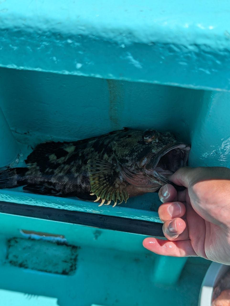 ほんだむさんの釣果 2枚目の画像