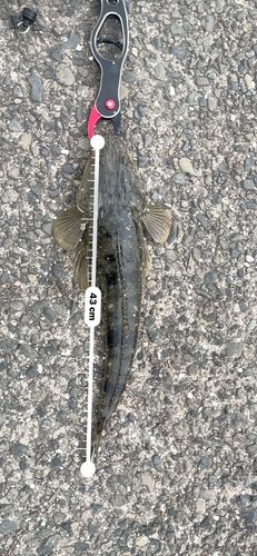 マゴチの釣果