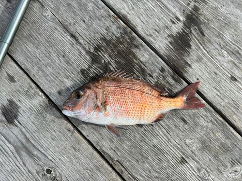 カタタの釣堀