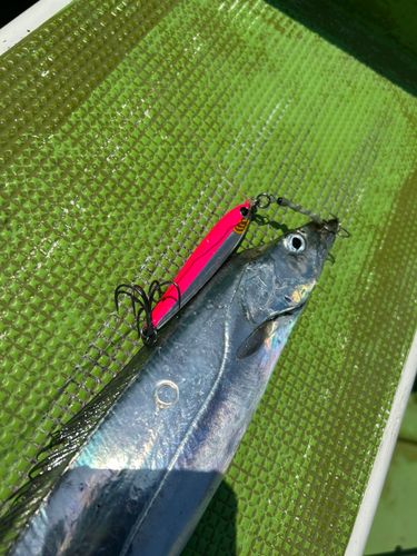 タチウオの釣果