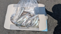 シロギスの釣果