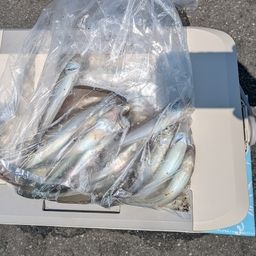 シロギス