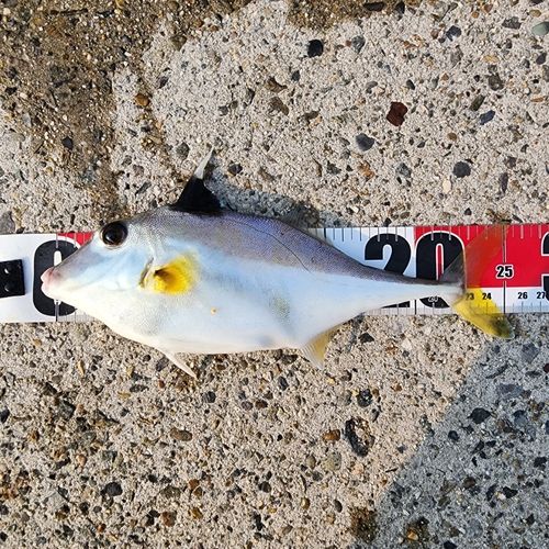 ギマの釣果