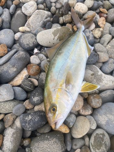 ショゴの釣果