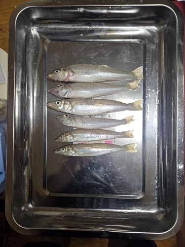 キスの釣果