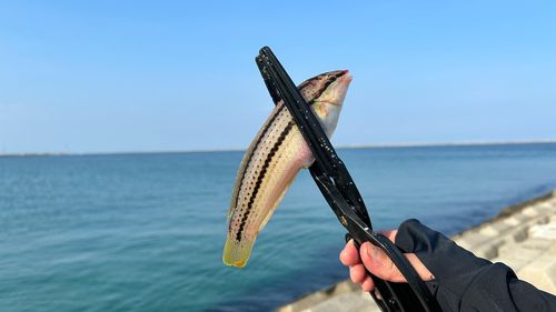 ベラの釣果