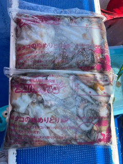 タコの釣果