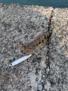 ミナミアカエソの釣果